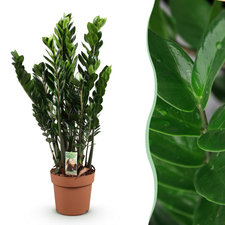 Zamioculcas - Zz Plant - Faible entretien - Vert - Pot 21Cm - Hauteur 80-90Cm