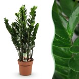 Zamioculcas - Zz Plant - Faible entretien - Vert - Pot 21Cm - Hauteur 80-90Cm