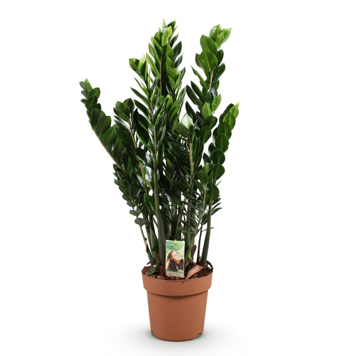Zamioculcas - Zz Plant - Faible entretien - Vert - Pot 21Cm - Hauteur 80-90Cm