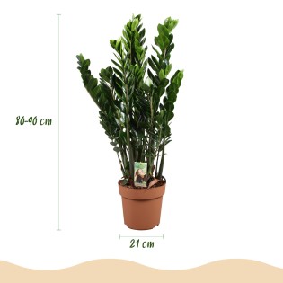Zamioculcas - Zz Plant - Faible entretien - Vert - Pot 21Cm - Hauteur 80-90Cm