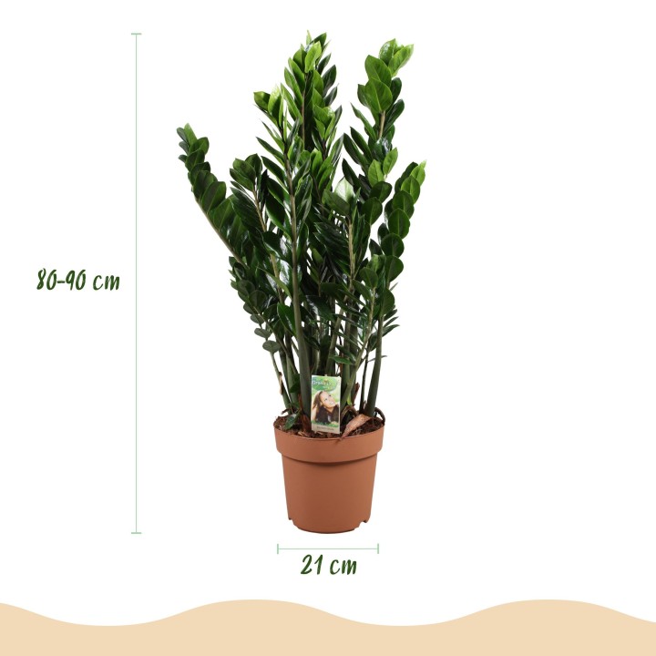Zamioculcas - Zz Plant - Faible entretien - Vert - Pot 21Cm - Hauteur 80-90Cm