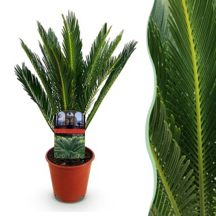 Cycas Revoluta - Sago Palm - Faible entretien - Vert - Pot 14Cm - Hauteur 45Cm