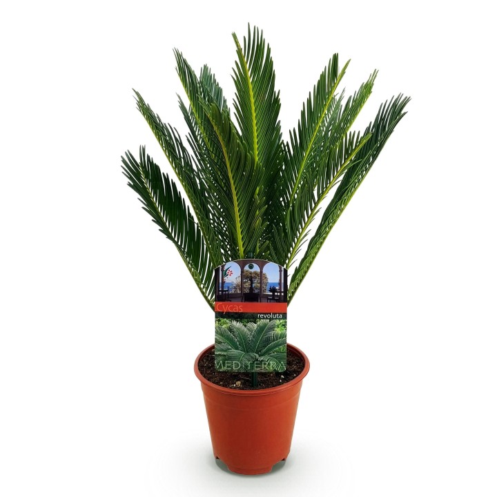 Cycas Revoluta - Sago Palm - Faible entretien - Vert - Pot 14Cm - Hauteur 45Cm