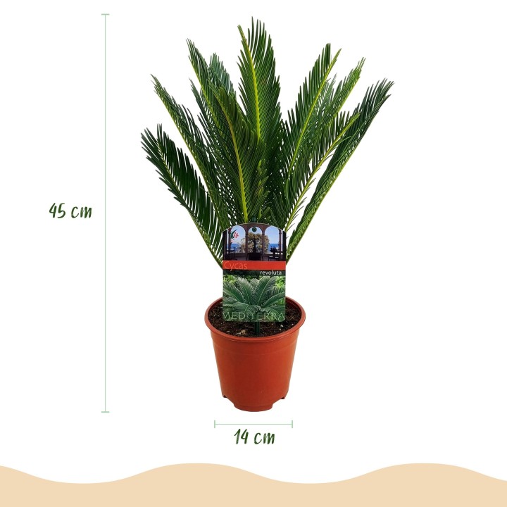 Cycas Revoluta - Sago Palm - Faible entretien - Vert - Pot 14Cm - Hauteur 45Cm