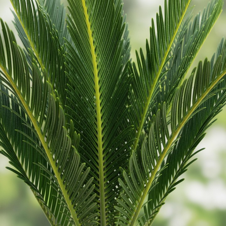 Cycas Revoluta - Sago Palm - Faible entretien - Vert - Pot 14Cm - Hauteur 45Cm