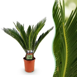 Cycas Revoluta - Sago Palm - Faible entretien - Vert - Pot 17 cm - Hauteur 70 cm