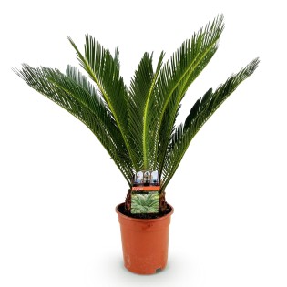 Cycas Revoluta - Sago Palm - Faible entretien - Vert - Pot 17 cm - Hauteur 70 cm