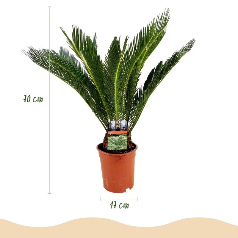 Cycas Revoluta - Sago Palm - Faible entretien - Vert - Pot 17 cm - Hauteur 70 cm