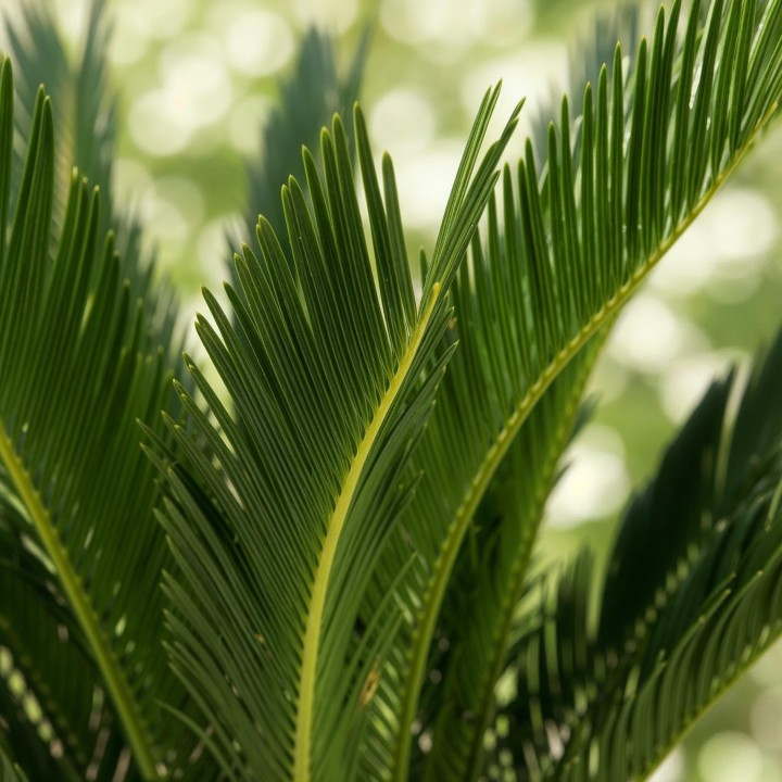 Cycas Revoluta - Sago Palm - Faible entretien - Vert - Pot 17 cm - Hauteur 70 cm