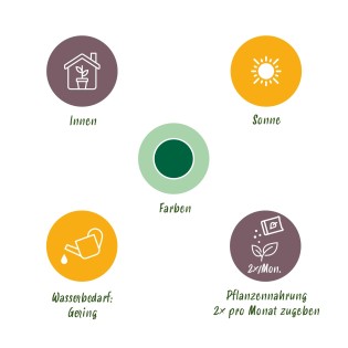 Cycas Revoluta - Sago Palm - Faible entretien - Vert - Pot 17 cm - Hauteur 70 cm