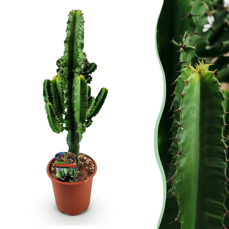 Euphorbia Eritrea - Arbre à lait Africain  Pot 17Cm - hauteur 60Cm