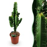 Euphorbia Eritrea - Arbre à lait Africain  Pot 17Cm - hauteur 60Cm