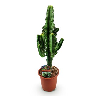 Euphorbia Eritrea - Arbre à lait Africain  Pot 17Cm - hauteur 60Cm