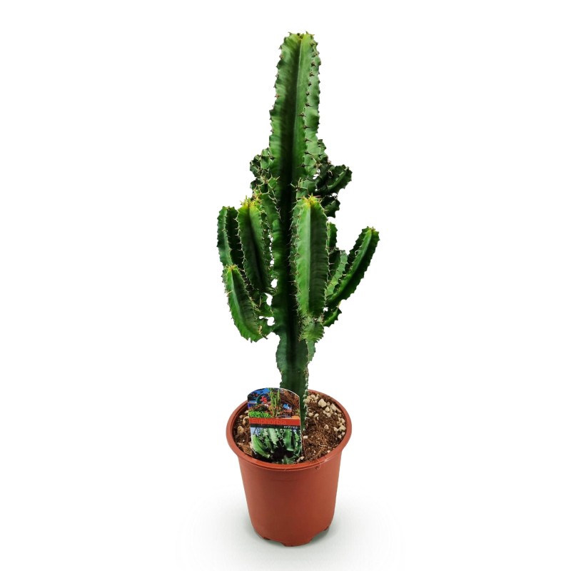 Euphorbia Eritrea - Arbre à lait Africain  Pot 17Cm - hauteur 60Cm