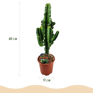 Euphorbia Eritrea - Arbre à lait Africain  Pot 17Cm - hauteur 60Cm
