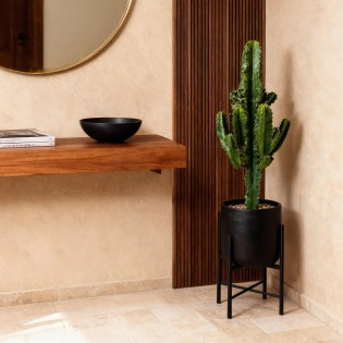 Euphorbia Eritrea - Arbre à lait Africain  Pot 17Cm - hauteur 60Cm