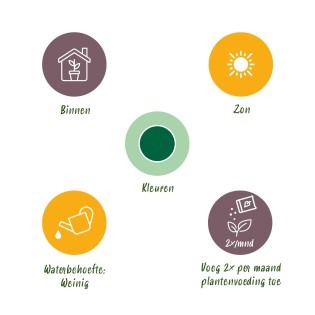 Euphorbia Eritrea - Arbre à lait Africain  Pot 17Cm - hauteur 60Cm