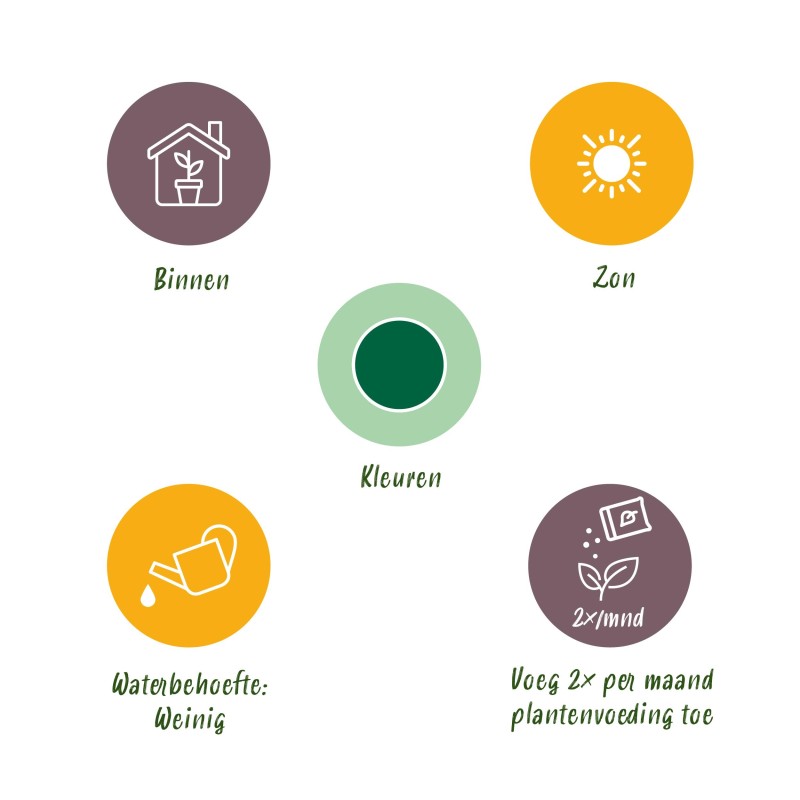 Euphorbia Eritrea - Arbre à lait Africain  Pot 17Cm - hauteur 60Cm