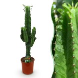Euphorbia Eritrea - Arbre à lait africain Pot 19Cm - hauteur 70Cm