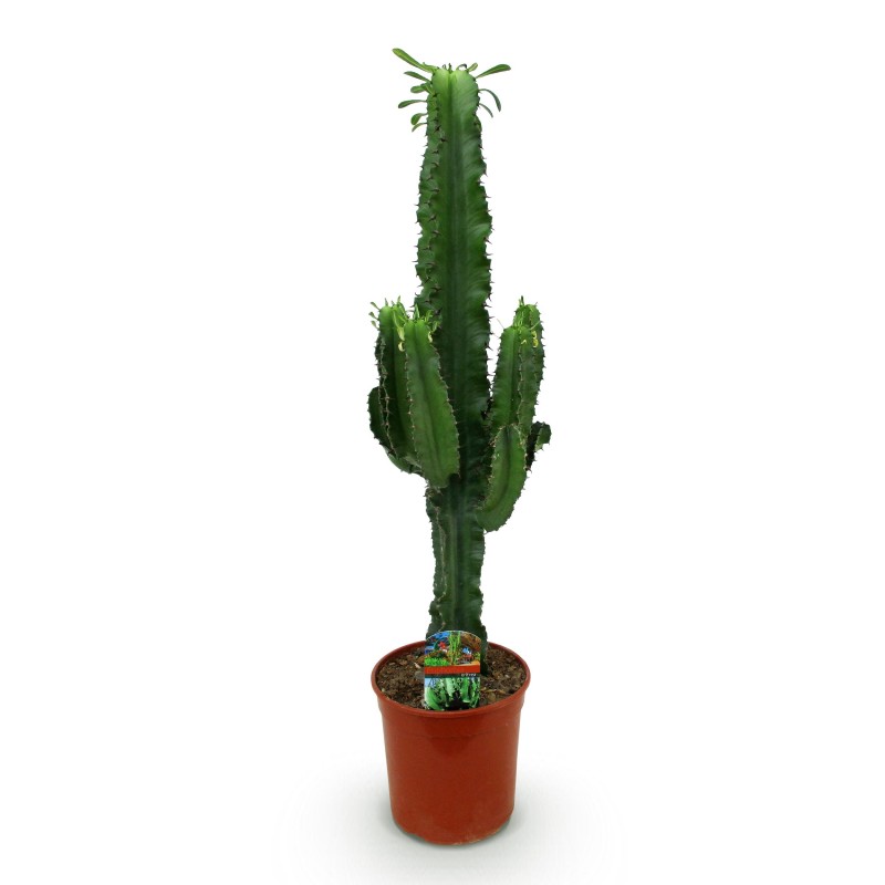 Euphorbia Eritrea - Arbre à lait africain Pot 19Cm - hauteur 70Cm