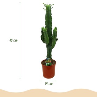 Euphorbia Eritrea - Arbre à lait africain Pot 19Cm - hauteur 70Cm