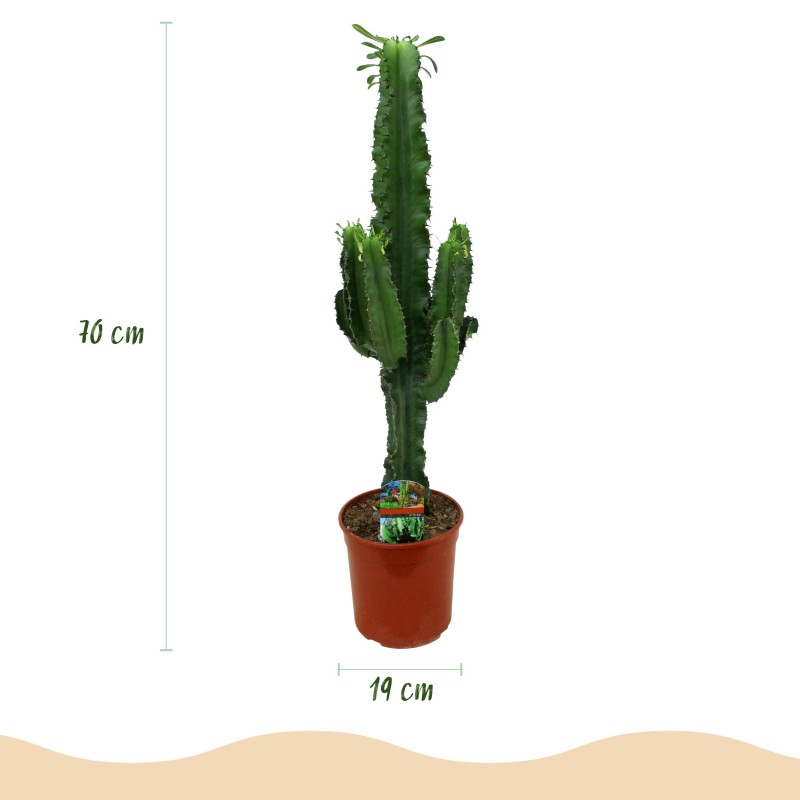 Euphorbia Eritrea - Arbre à lait africain Pot 19Cm - hauteur 70Cm