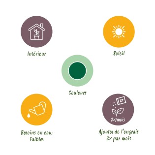 Euphorbia Eritrea - Arbre à lait africain Pot 19Cm - hauteur 70Cm