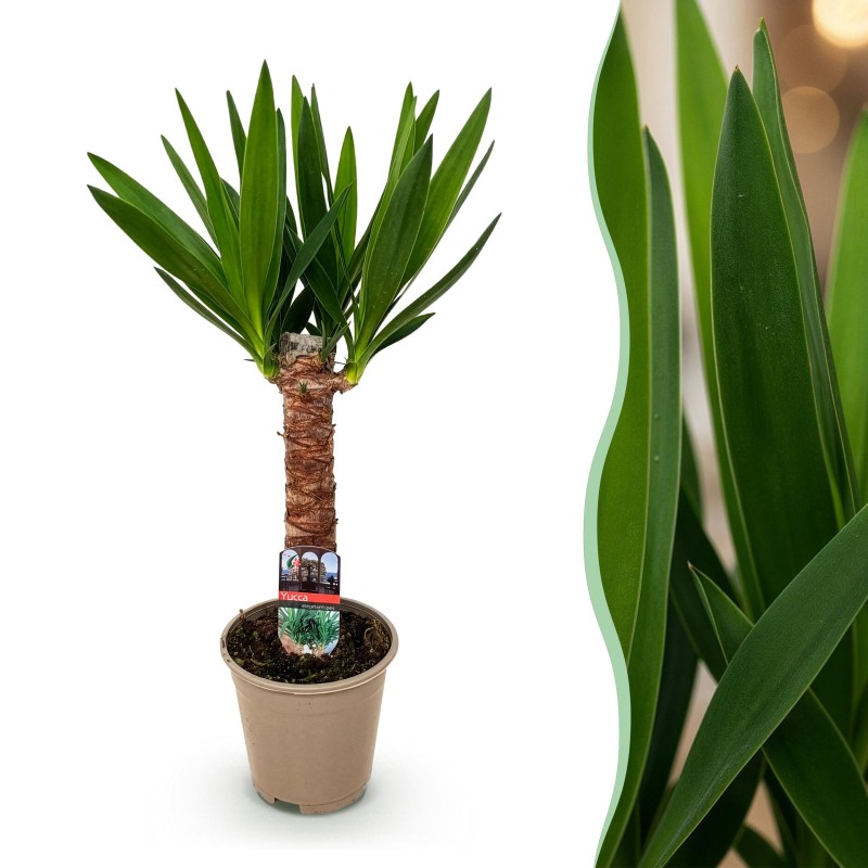 Yucca elephantipes- Faible entretien - Vert - Pot 14Cm - Hauteur 55Cm