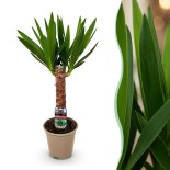 Yucca elephantipes- Faible entretien - Vert - Pot 14Cm - Hauteur 55Cm