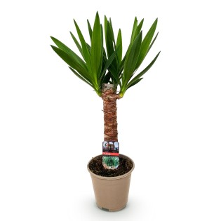 Yucca elephantipes- Faible entretien - Vert - Pot 14Cm - Hauteur 55Cm