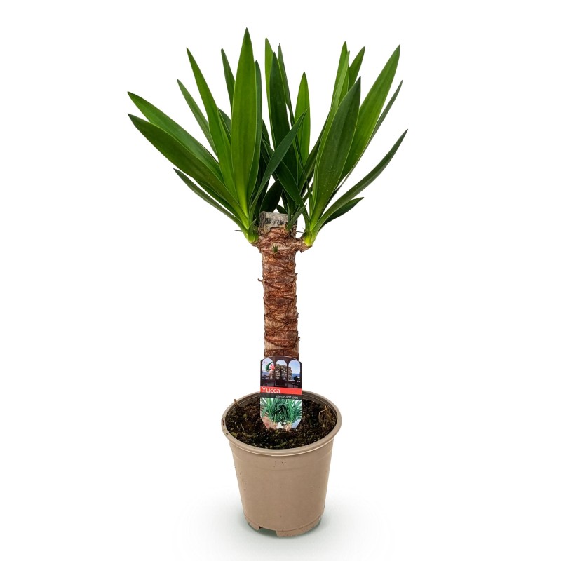 Yucca elephantipes- Faible entretien - Vert - Pot 14Cm - Hauteur 55Cm