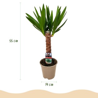 Yucca elephantipes- Faible entretien - Vert - Pot 14Cm - Hauteur 55Cm