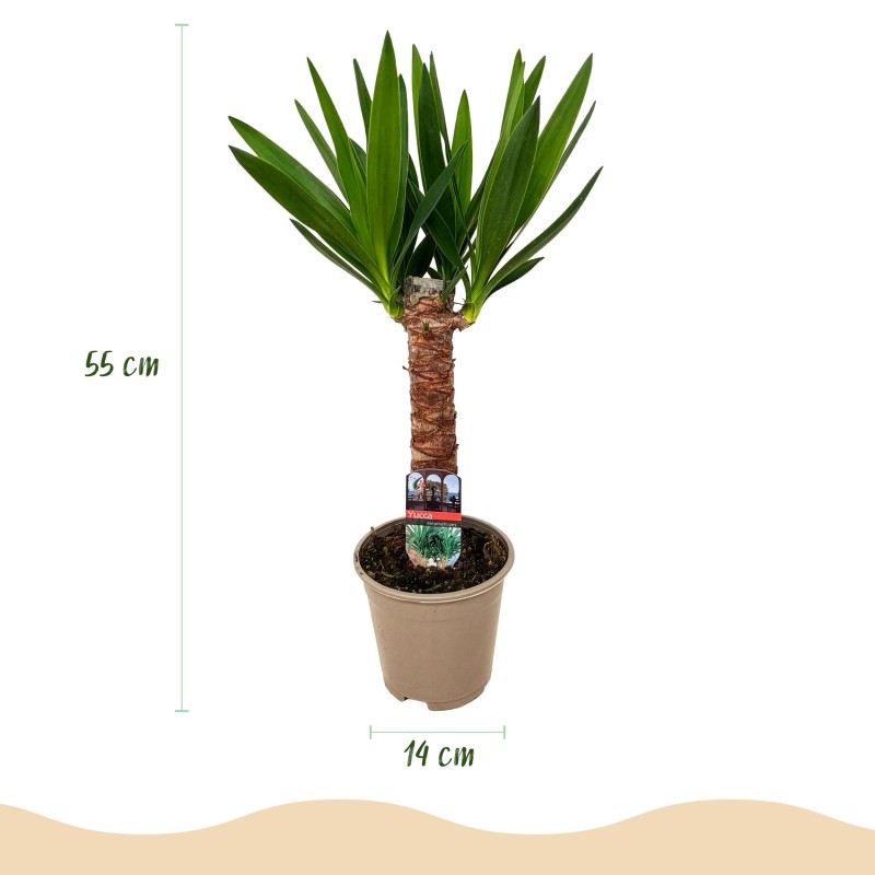 Yucca elephantipes- Faible entretien - Vert - Pot 14Cm - Hauteur 55Cm