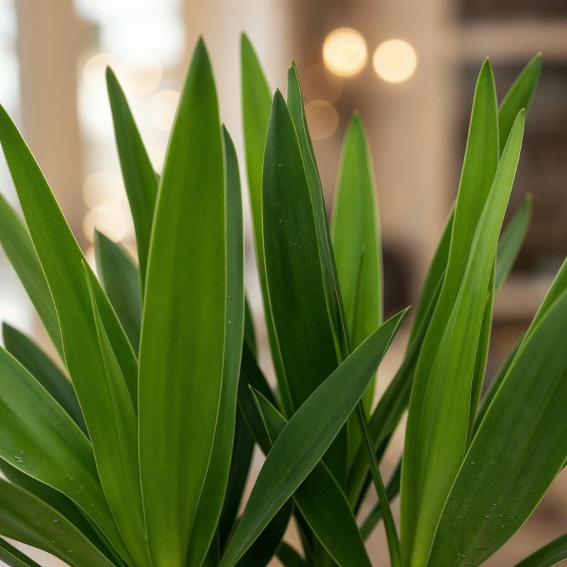 Yucca elephantipes- Faible entretien - Vert - Pot 14Cm - Hauteur 55Cm