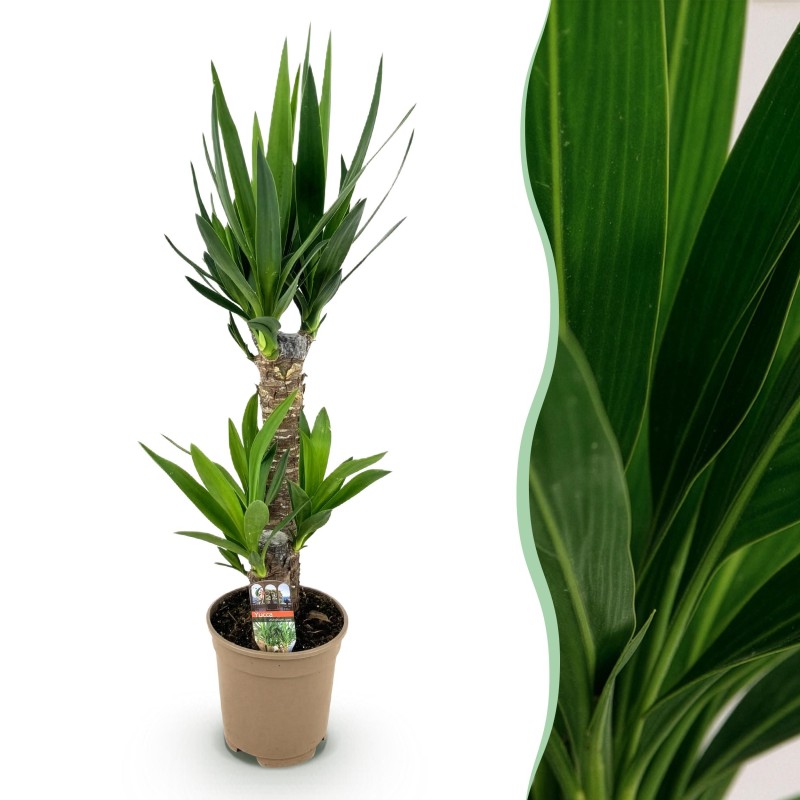 Yucca éléphantipes - Faible entretien - Pot 17Cm - Hauteur 75Cm