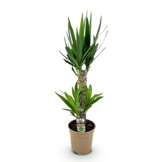 Yucca éléphantipes - Faible entretien - Pot 17Cm - Hauteur 75Cm
