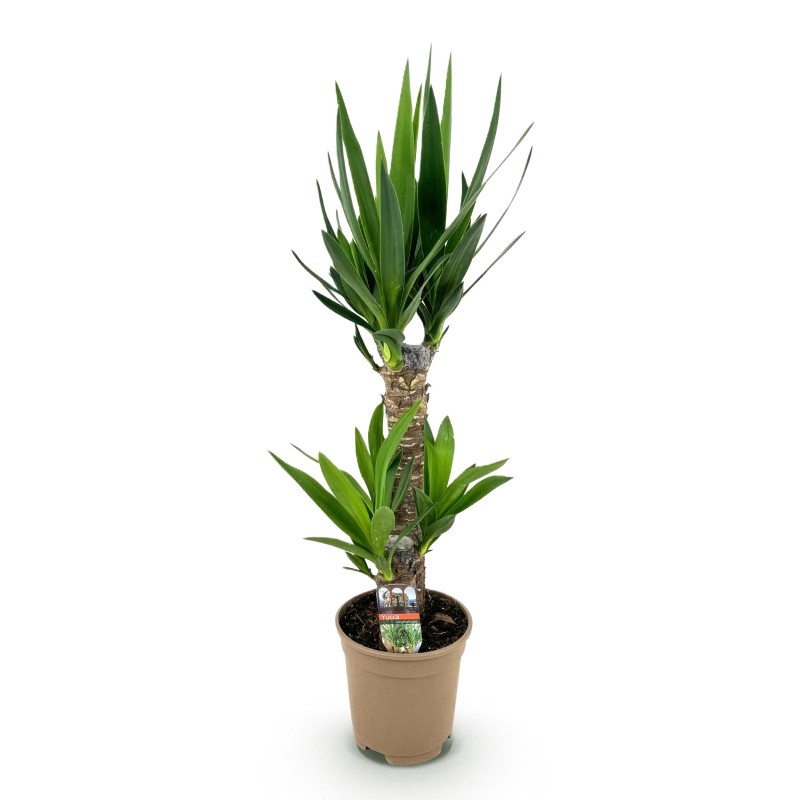 Yucca éléphantipes - Faible entretien - Pot 17Cm - Hauteur 75Cm