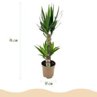 Yucca éléphantipes - Faible entretien - Pot 17Cm - Hauteur 75Cm