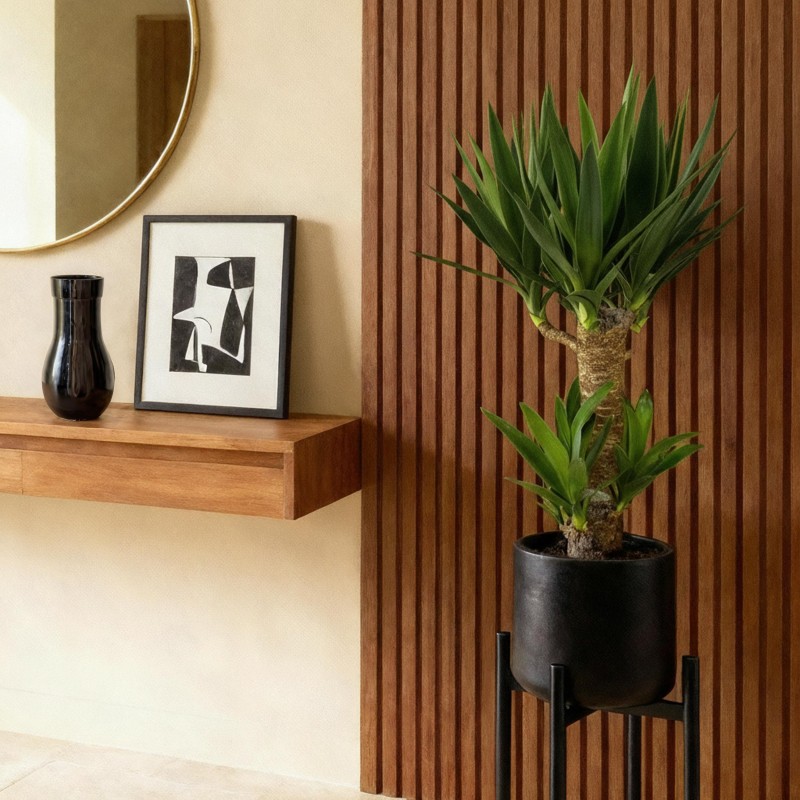 Yucca éléphantipes - Faible entretien - Pot 17Cm - Hauteur 75Cm