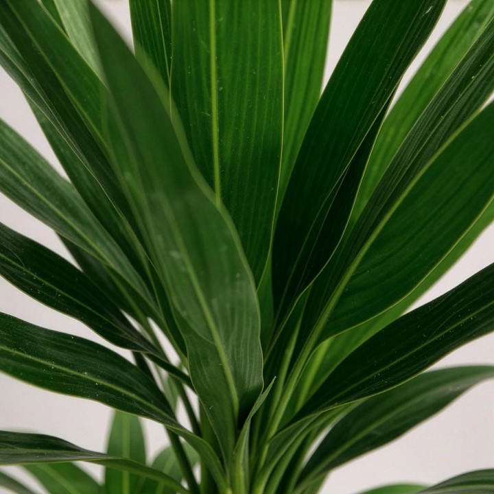 Yucca éléphantipes - Faible entretien - Pot 17Cm - Hauteur 75Cm