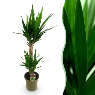 Yucca elephantipes- Faible entretien - Pot 19Cm - Hauteur 120Cm