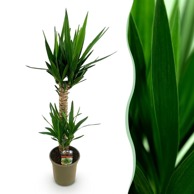 Yucca elephantipes- Faible entretien - Pot 19Cm - Hauteur 120Cm
