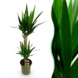 Yucca elephantipes- Faible entretien - Pot 19Cm - Hauteur 120Cm