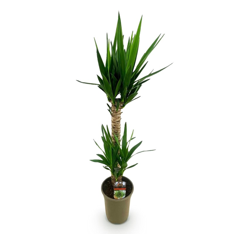 Yucca elephantipes- Faible entretien - Pot 19Cm - Hauteur 120Cm
