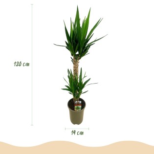 Yucca elephantipes- Faible entretien - Pot 19Cm - Hauteur 120Cm