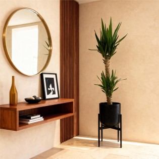 Yucca elephantipes- Faible entretien - Pot 19Cm - Hauteur 120Cm