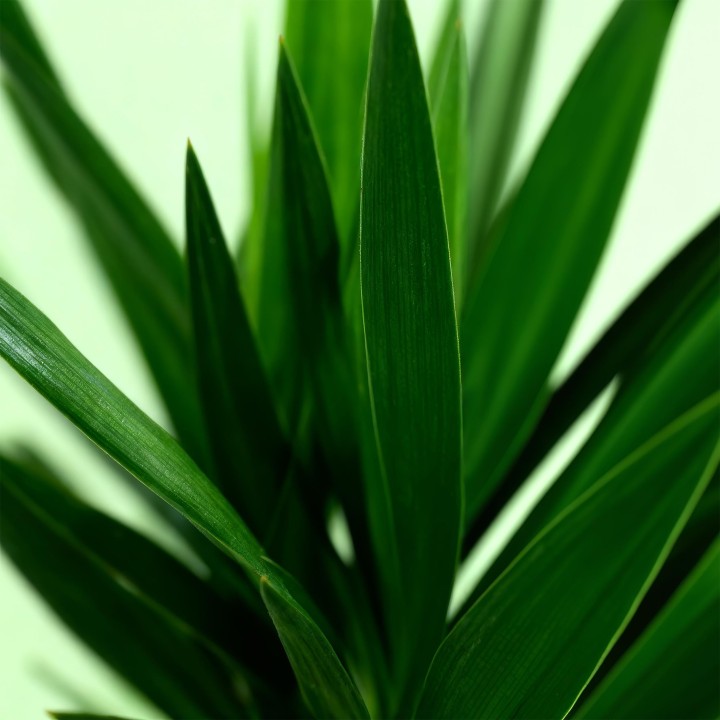 Yucca elephantipes- Faible entretien - Pot 19Cm - Hauteur 120Cm