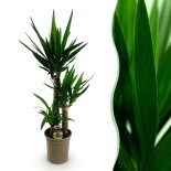 Yucca elephantipes - Faible entretien - Pot 21Cm - Hauteur 100Cm