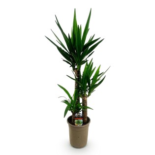 Yucca elephantipes - Faible entretien - Pot 21Cm - Hauteur 100Cm