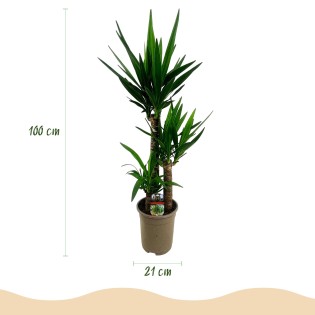 Yucca elephantipes - Faible entretien - Pot 21Cm - Hauteur 100Cm